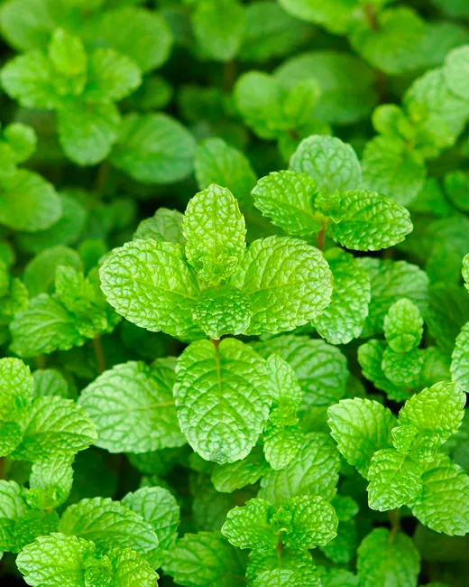 Menthe poivrée