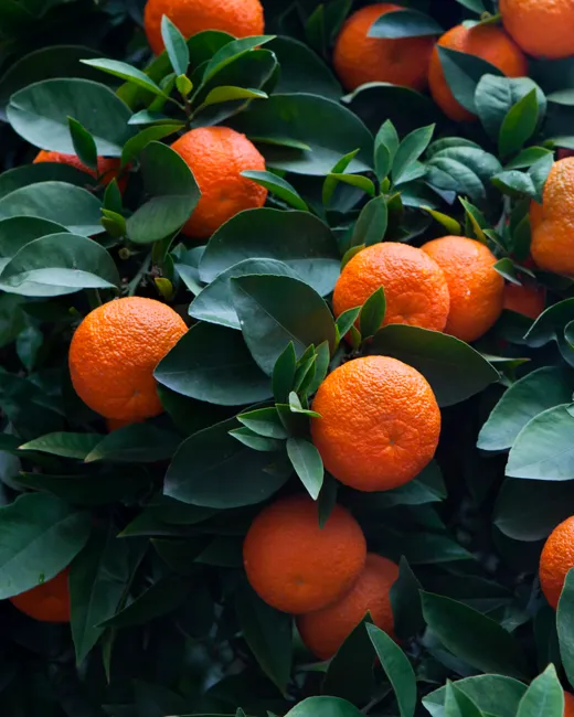 Petit grain bigarade