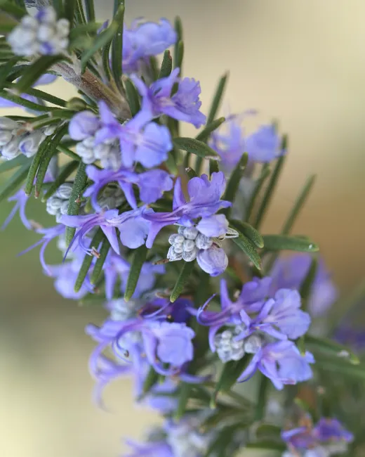 Romarin à verbénone