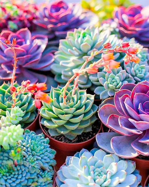 Succulente classique