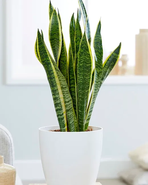 La Sansevieria