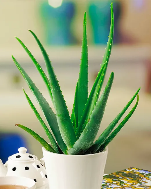 Aloe Vera