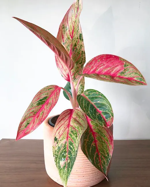 Aglaonema