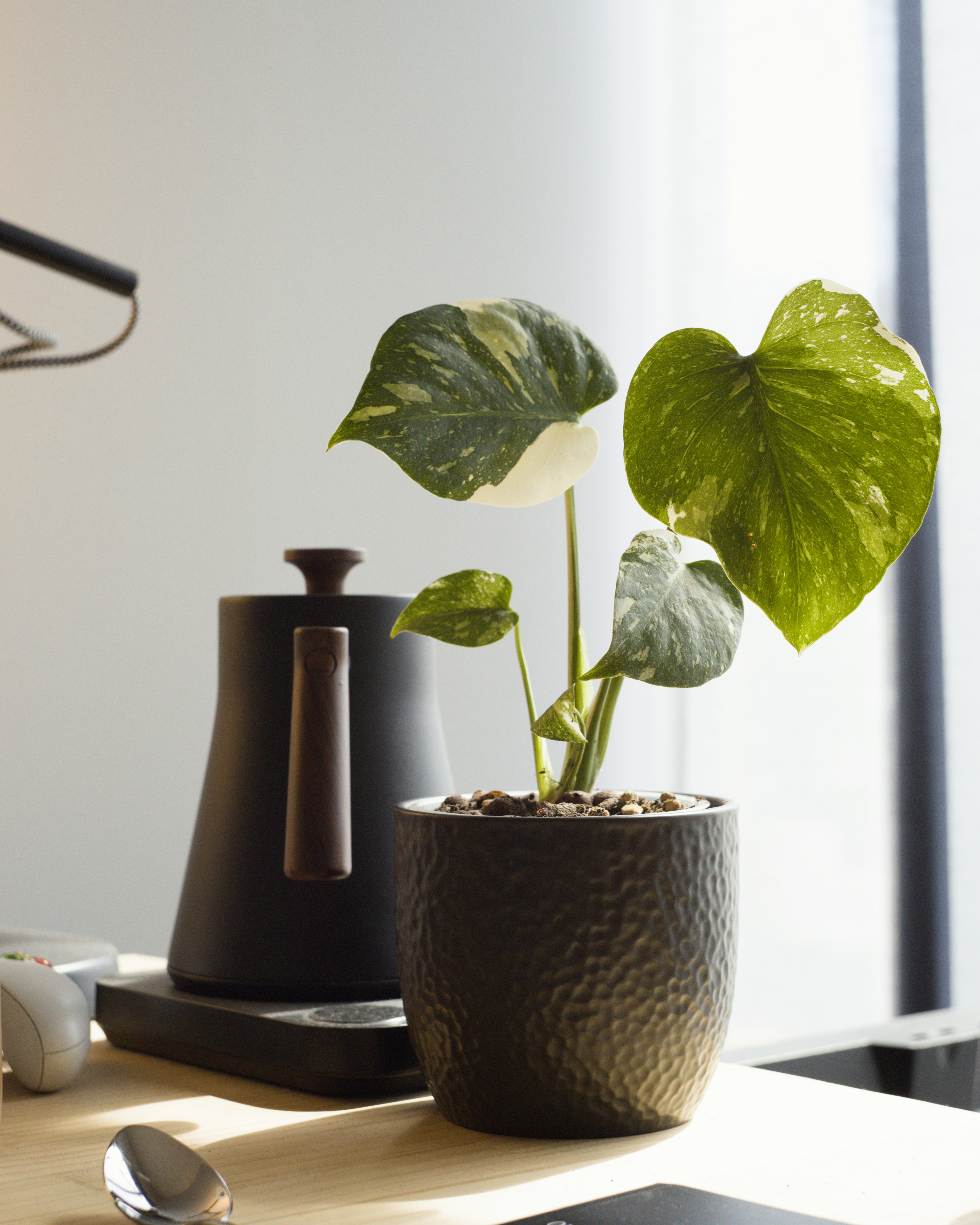 Plante verte en pot posée sur un bureau près d'une fenêtre
