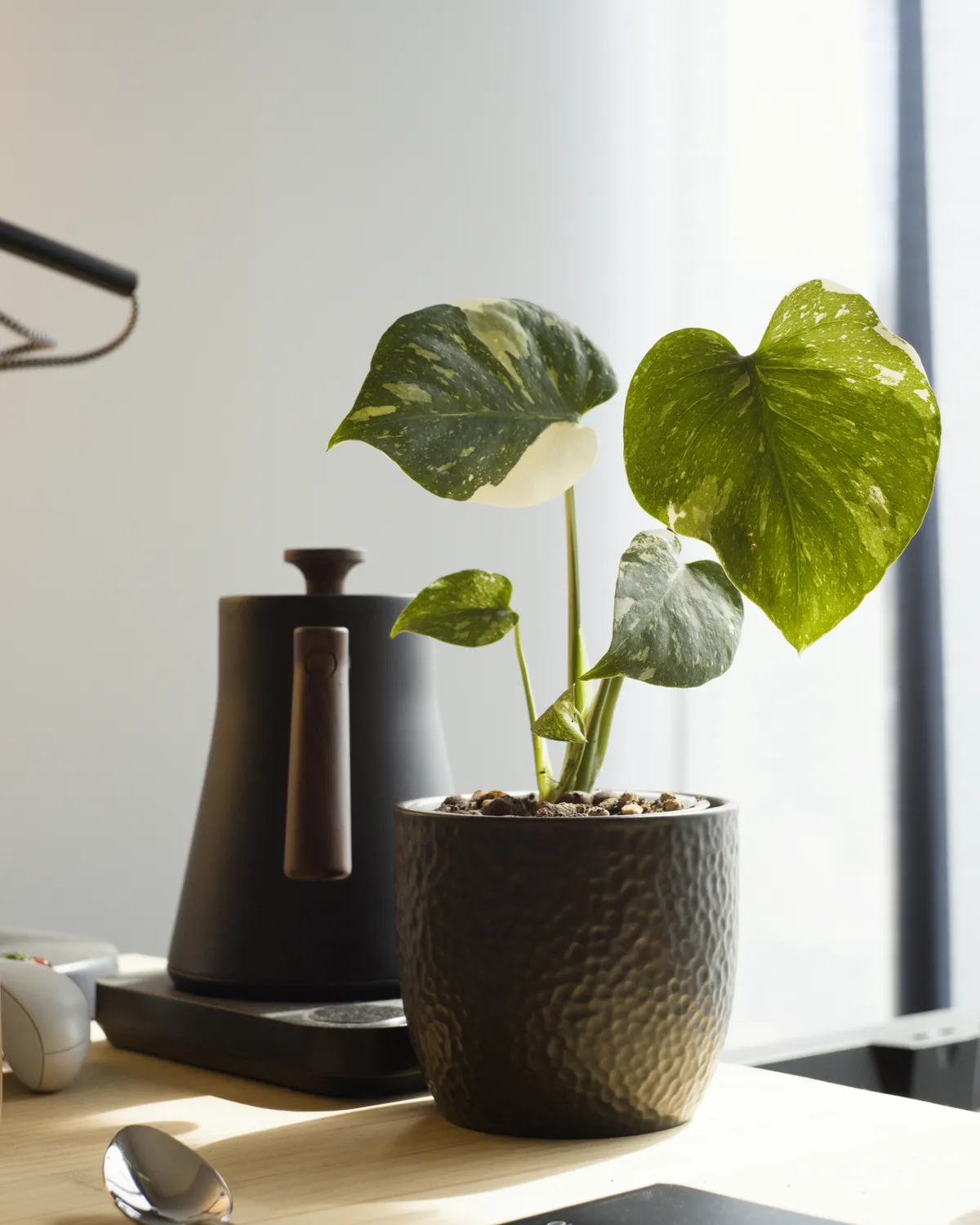 Plante verte en pot posée sur un bureau près d'une fenêtre